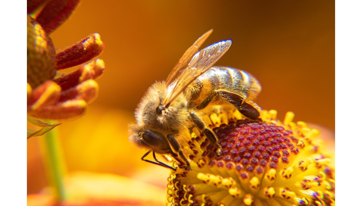 Jak wybrać byliny przyjazne pszczołom? Poradnik dla ogrodników